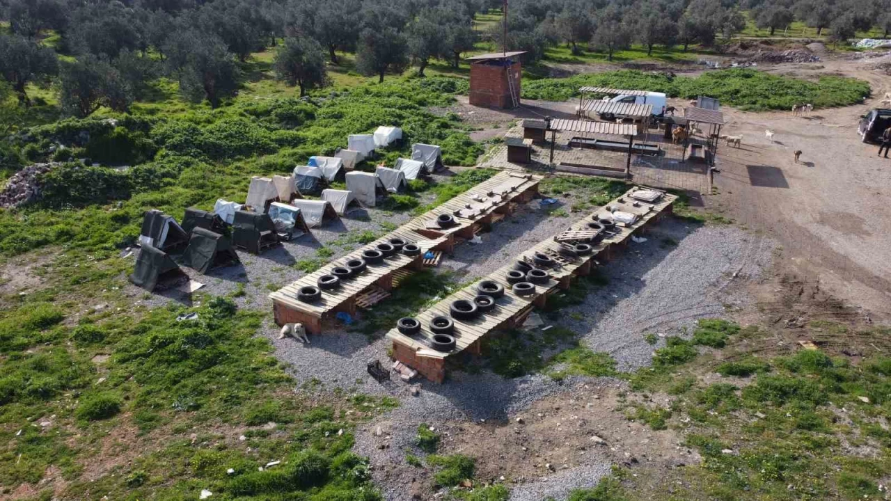 "Sokak köpeklerinin maması çalınmasın" diye kamera koydular