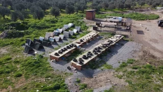 "Sokak köpeklerinin maması çalınmasın" diye kamera koydular