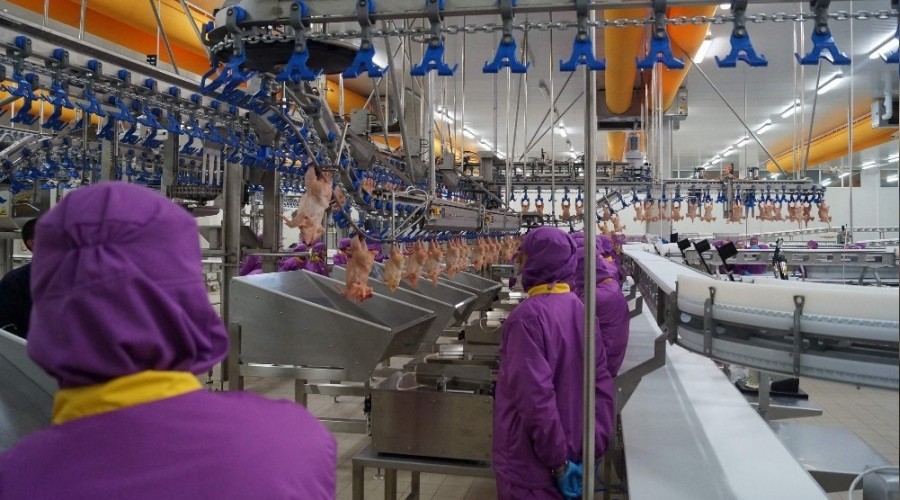 Suudi Arabistan, T�rkiye'den hayvan� �r�n ithalat�n� yasaklad�