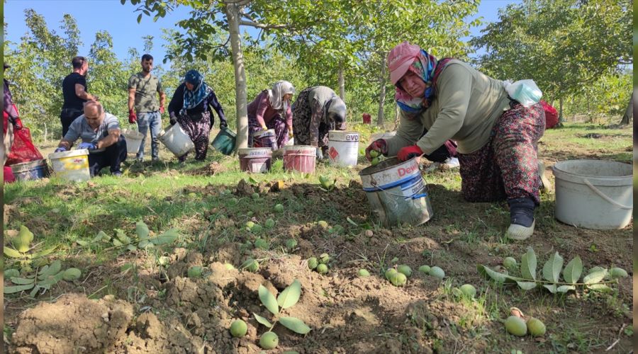 Taze ceviz bah�ede 6-7 TL