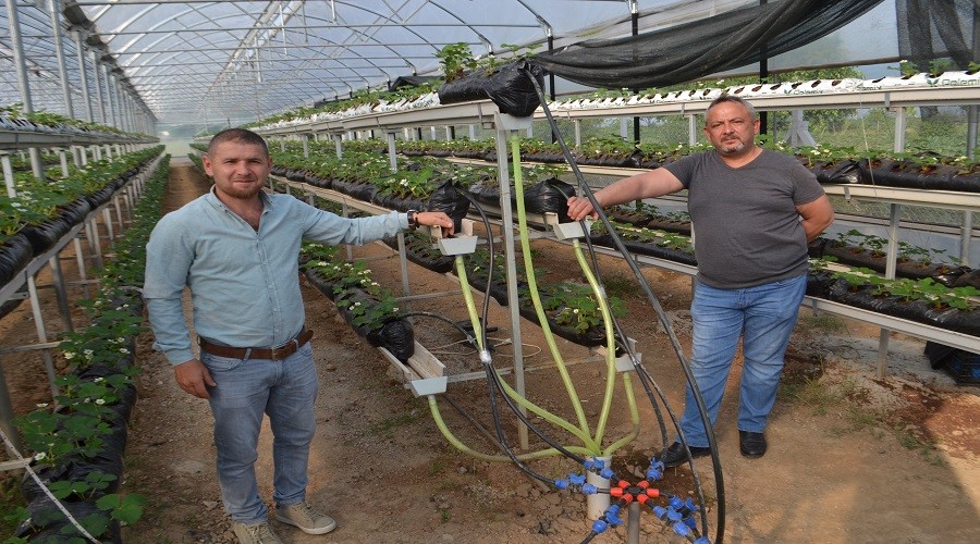 Teknolojik Çiftçi :Topraksız çilek üretiyor