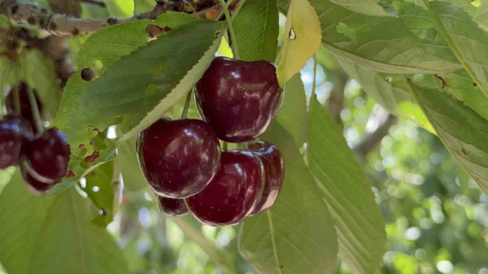 Tescilli Tokat kiraz� tarlada 60 TL