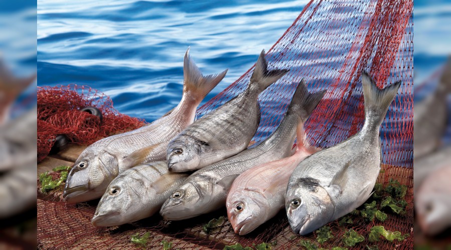 T�rk bal�klar� Ortado�u sofralar�n� s�sleyecek