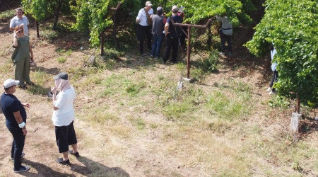 Üzüm rekoltesi sun'i zekâ ile ölçülüyor