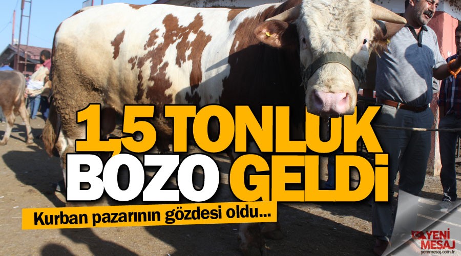 1.5 tonluk 'Bozo' pazarn gzdesi