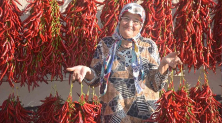 155 yldr ayn tohumdan ac krmzbiber retiyorlar