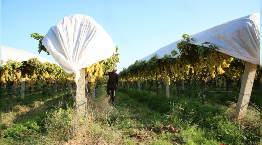 56 ülkeye üzüm sattık