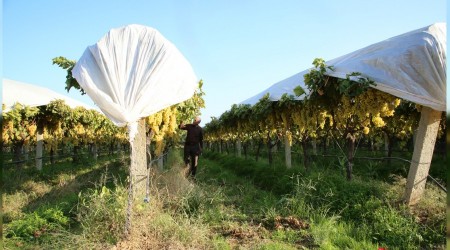 56 ülkeye üzüm sattık