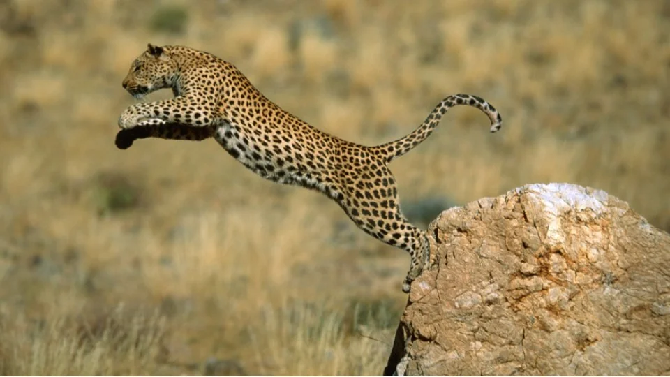 Anadolu Pars��n�n hayatta kalma m�cadelesi