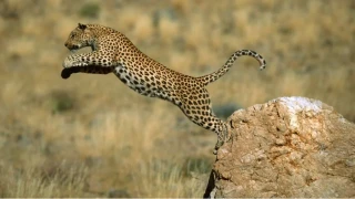 Anadolu Pars��n�n hayatta kalma m�cadelesi