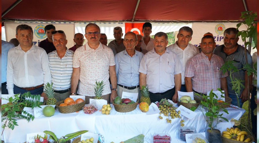 Antalya'da tropikal hasat