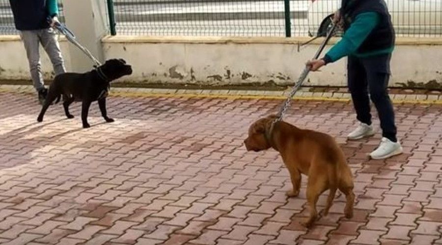 Asiye'ye sald�ran k�pekler iddianamede silah say�ld�