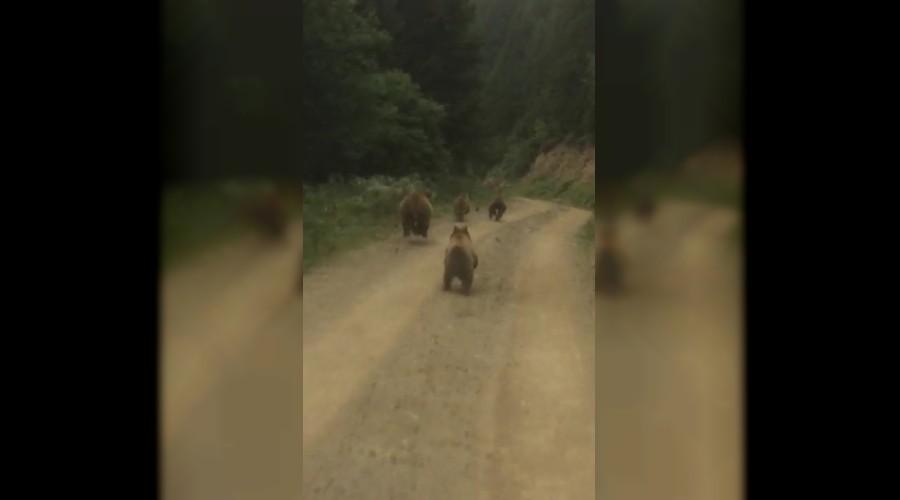 Ayılar, ailecek yayla yolunda