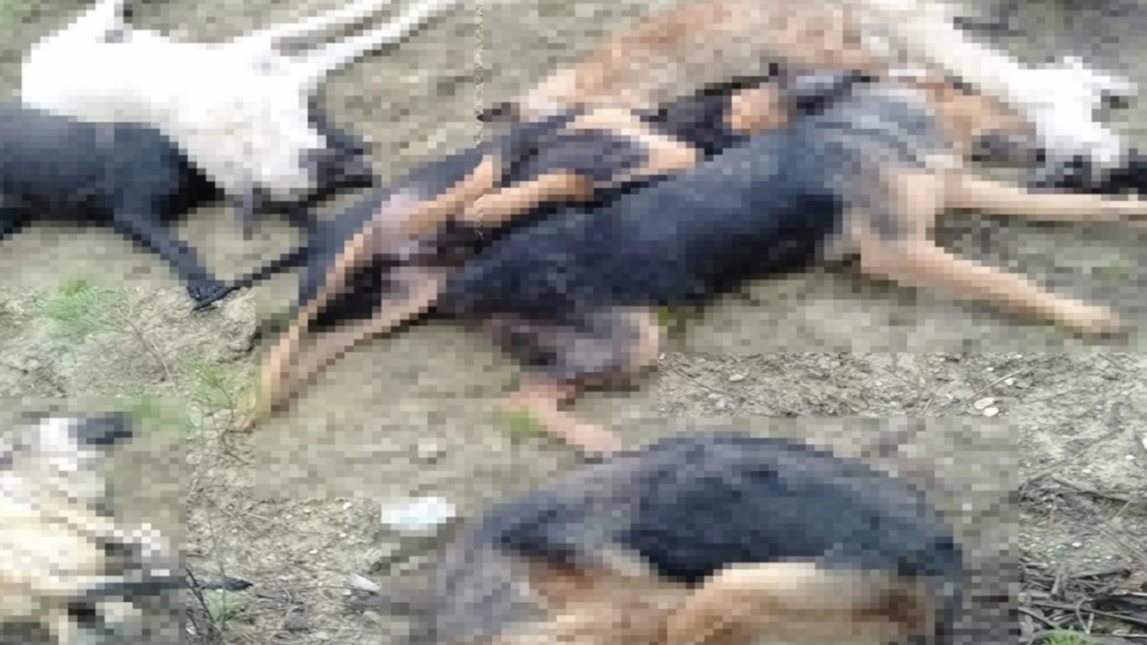 Bilecik'teki k�pek �l�mleriyle ilgili yeni geli�me