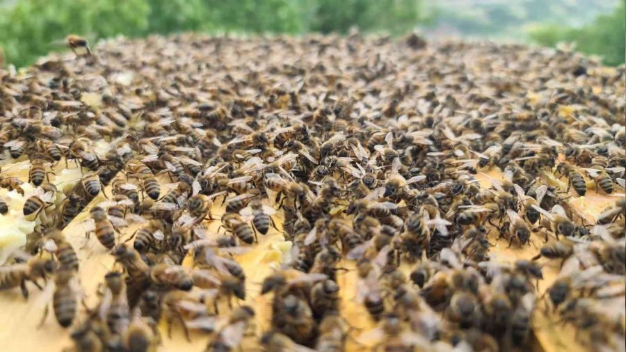 'Bingöl bal arısı' ile hem arı ölümlerinin önüne geçilecek hem de kalite artacak