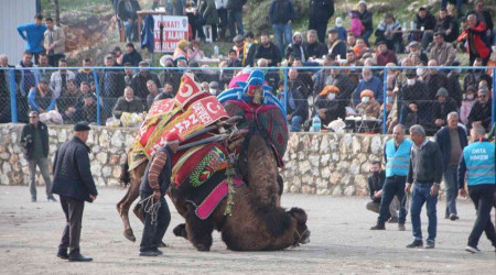 Bodrum'da deve güreşlerine yoğun ilgi