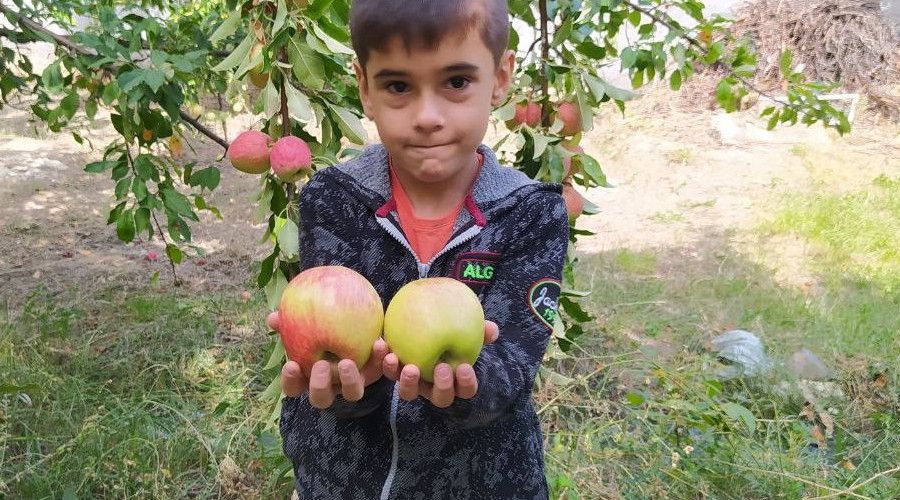 Bu elma tazeli�ini aylarca koruyor