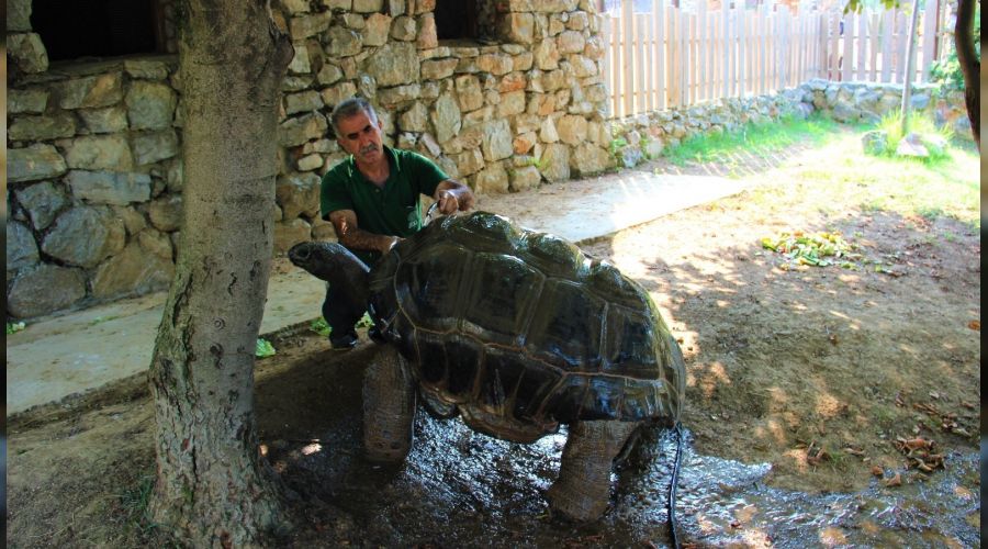 Bu kaplumbağa Cumhuriyet ile yaşıt
