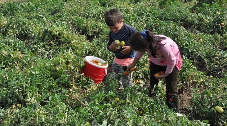 Çalışan çocukların üçte biri okula gitmiyor