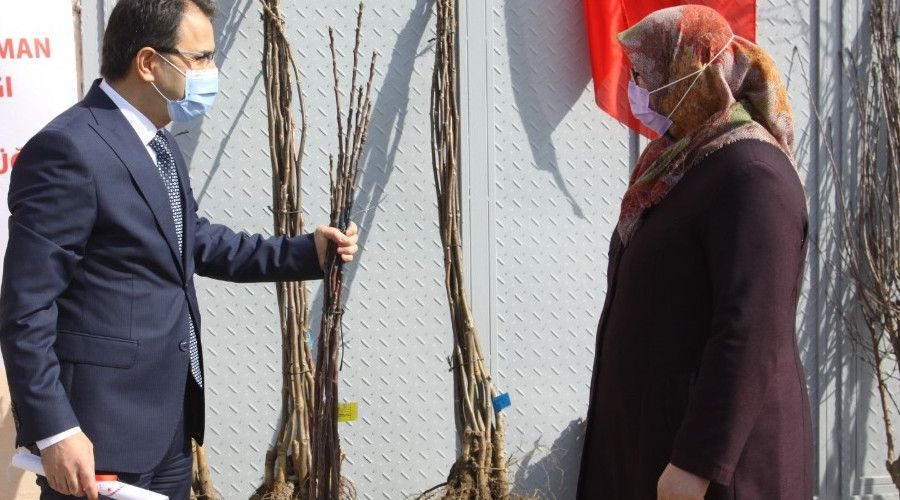 �ank�r�'da 10 bin meyve fidan� toprakla bulu�acak