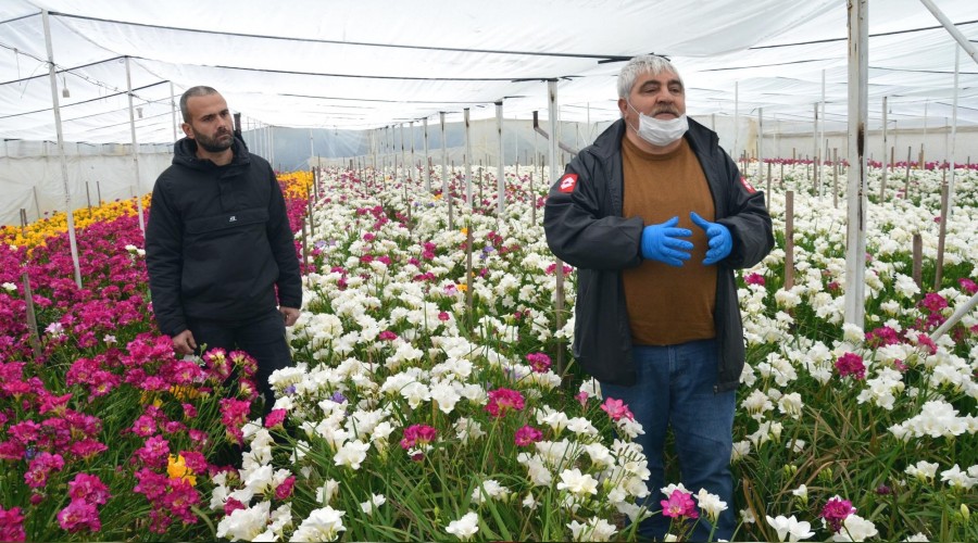 Çiçekler üreticinin elinde kaldı