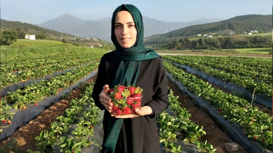 �ilek �retiminde taleplere yeti�emiyorlar