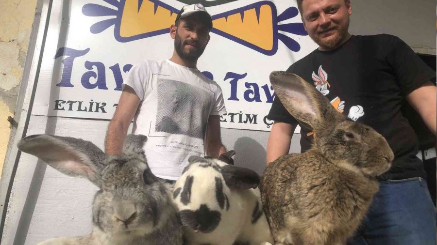 Dev tavanlar grenleri artyor