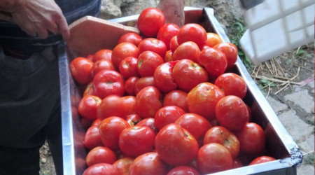Domatesin fiyatı arttı, salça yapan azaldı