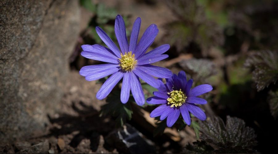 Ehl-i Beyt�e itaat farzd�r