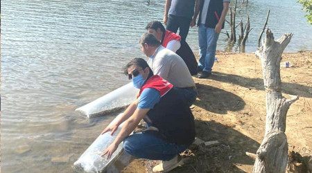 Erdek'te Yapıcı göletine sazan balığı salındı