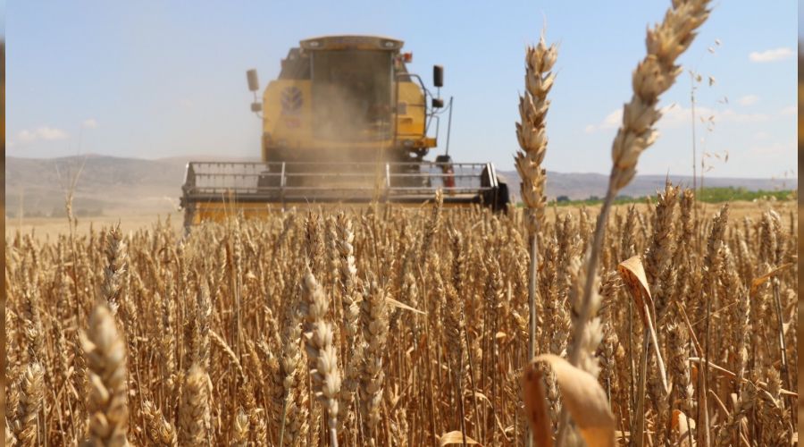 Eski�ehir'de bu�day hasad� beklentiyi kar��lamad�