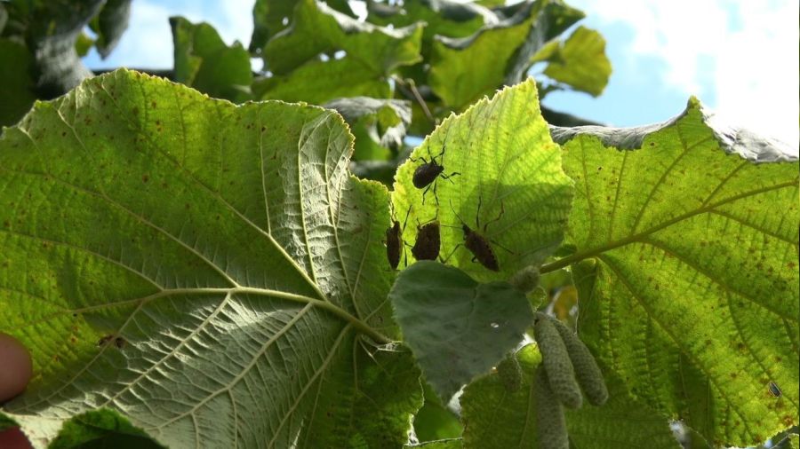 F�nd�ktaki bu y�lki kayb�n y�zde 15'i zararl�lar y�z�nden