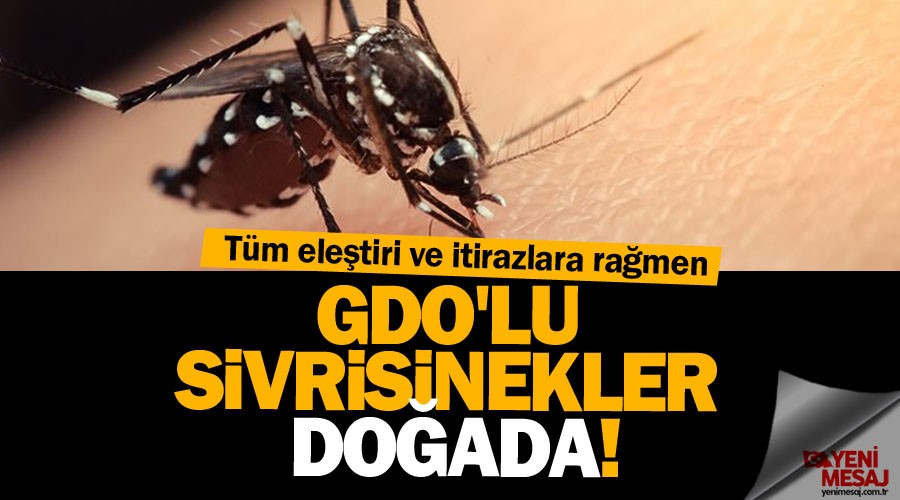 GDO'lu sivrisinekler do�ada!