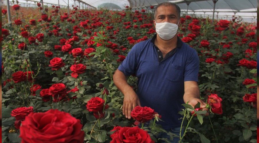 Gül üreticisine Korona darbesi