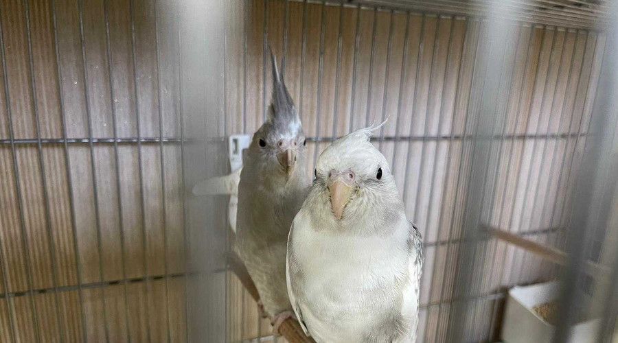 �stanbul'da 'ka�ak papa�an �iftli�ine' operasyon