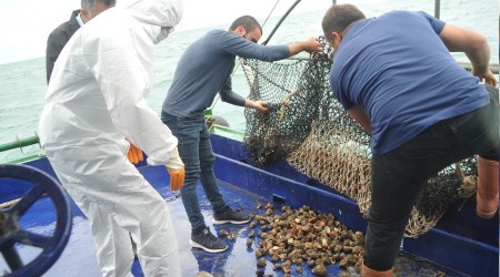 Karadeniz salyangozu mercek altında