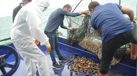 Karadeniz salyangozu mercek altnda