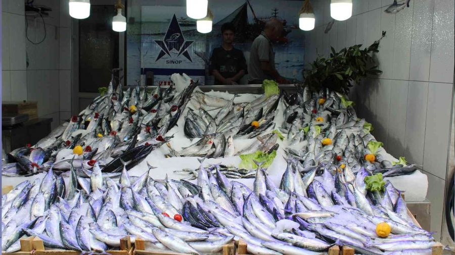 Karadeniz'de palamut avcılığı hareketlendi