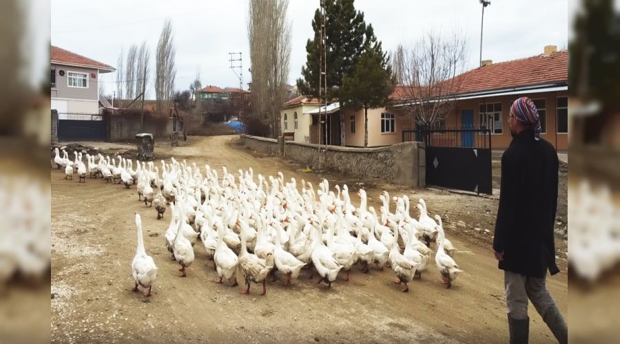 Kaz çobanı bir mühendis