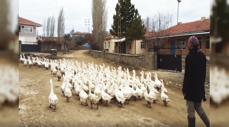 Kaz çobanı bir mühendis