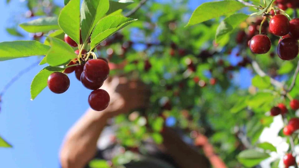 Kırmızı meyveler, kansere karşı koruma kalkanı
