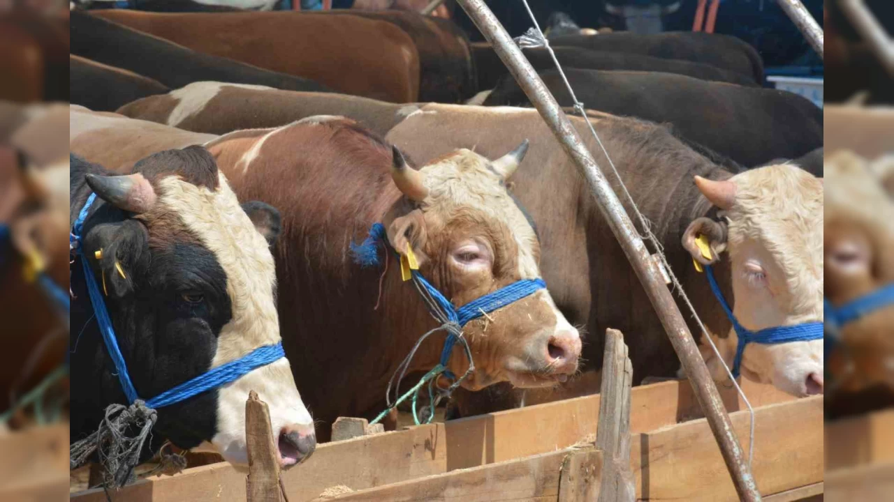 Kurbanlık fiyatları cep yakıyor