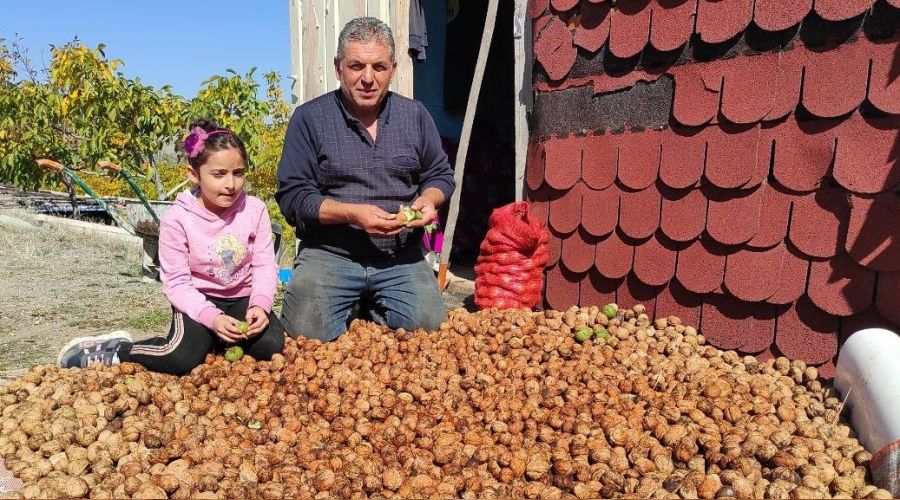 Kurdu�u ceviz �iftli�iyle sipari�lere yeti�emiyor