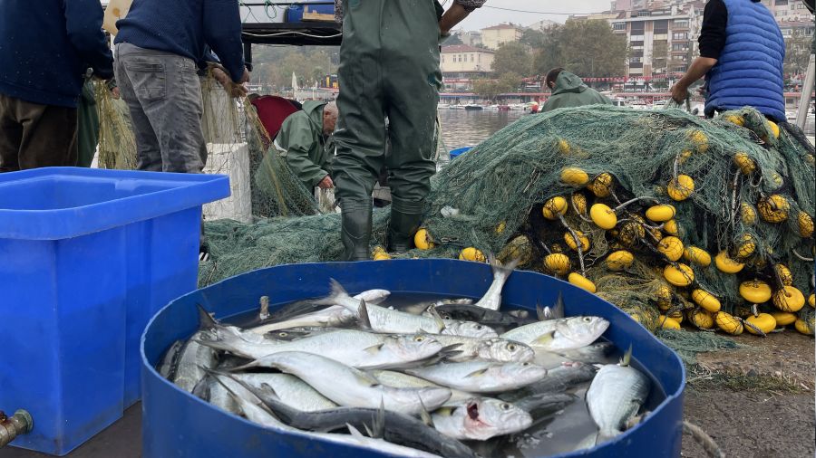 Marmara Denizi'nde l�fer bollu�u ya�an�yor