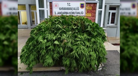 Msr tarlasnda uyuturucu operasyonu
