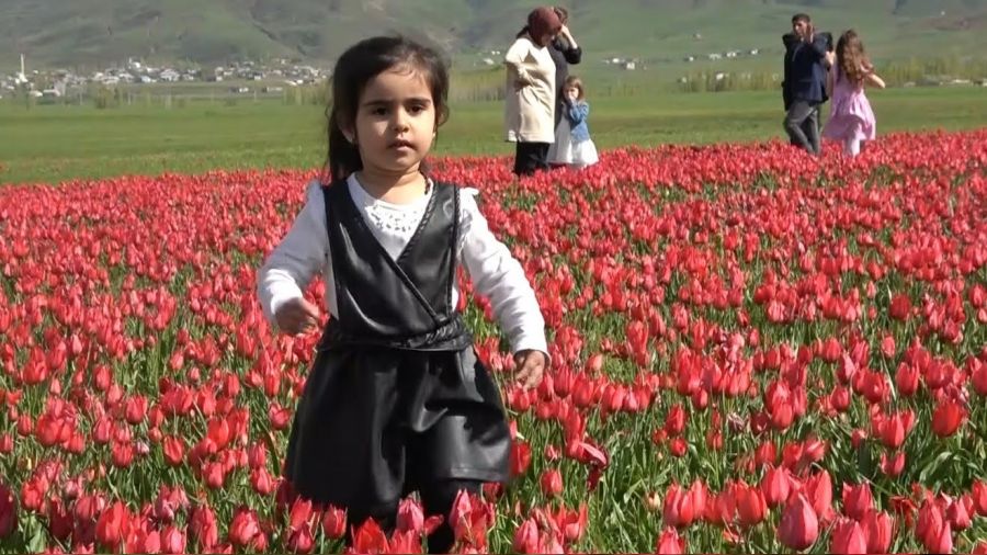 Mu� lalesini korumak i�in y�llard�r tarlas�n� ekmiyor