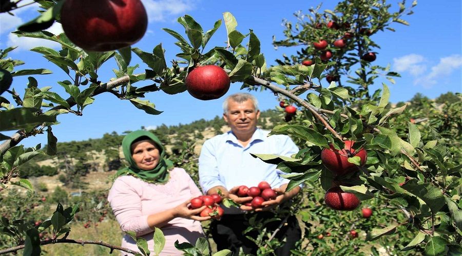 'Olmaz' dediler, �imdi her a�a�tan 100 kilo �r�n al�yor