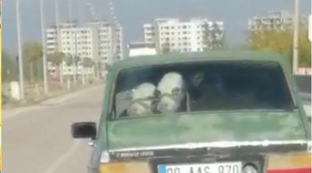 Otomobilin arka koltuğuna bir değil iki dana oturttu
