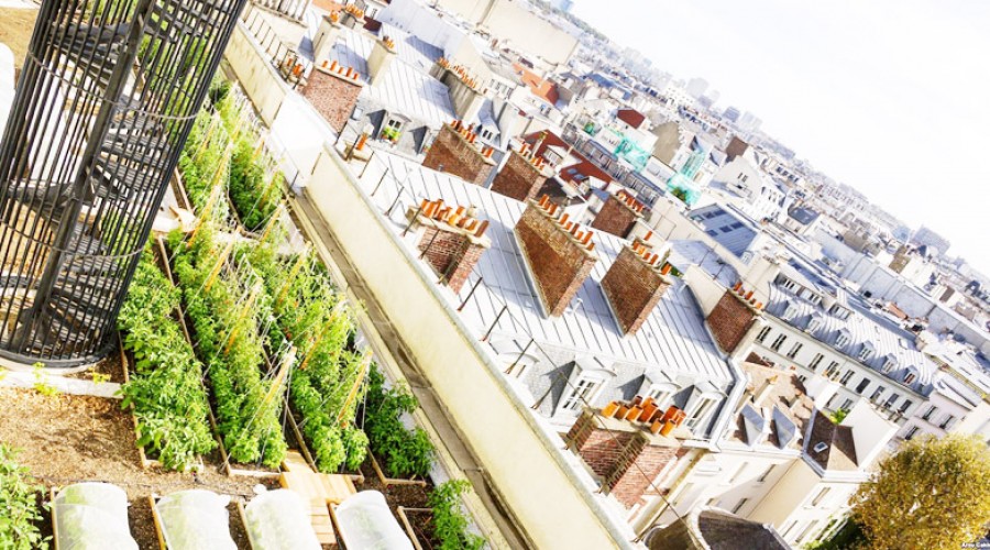 Paris çatılarında tarım