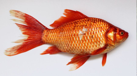 Porsuk Barajı'nda çoğalan istilacı balık tehlikesi